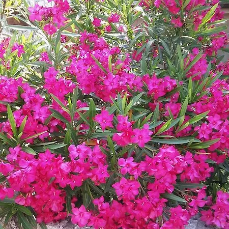 Ivana דירה ראבץ